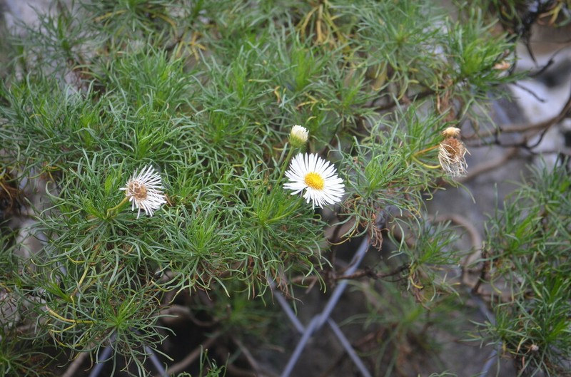 Hysterionica pinnatisecta photo 5