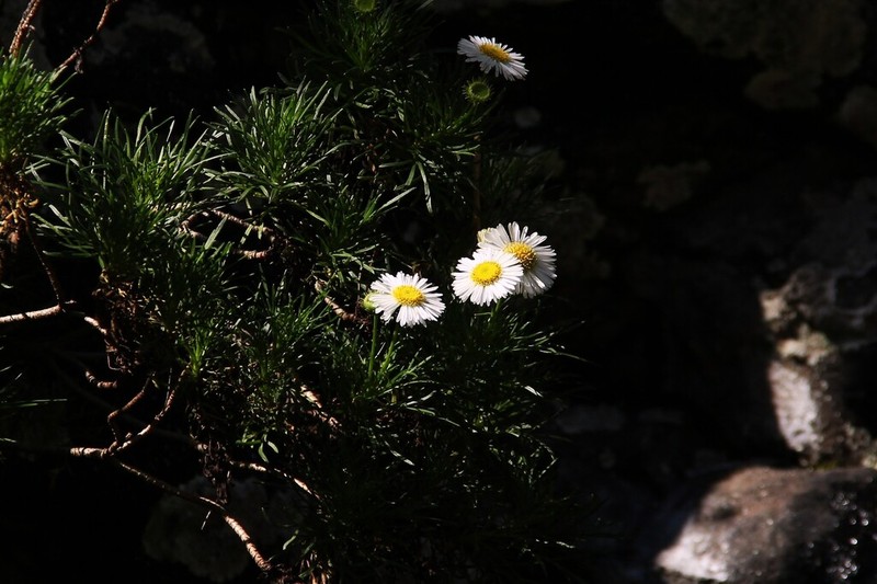 Hysterionica pinnatisecta photo 6