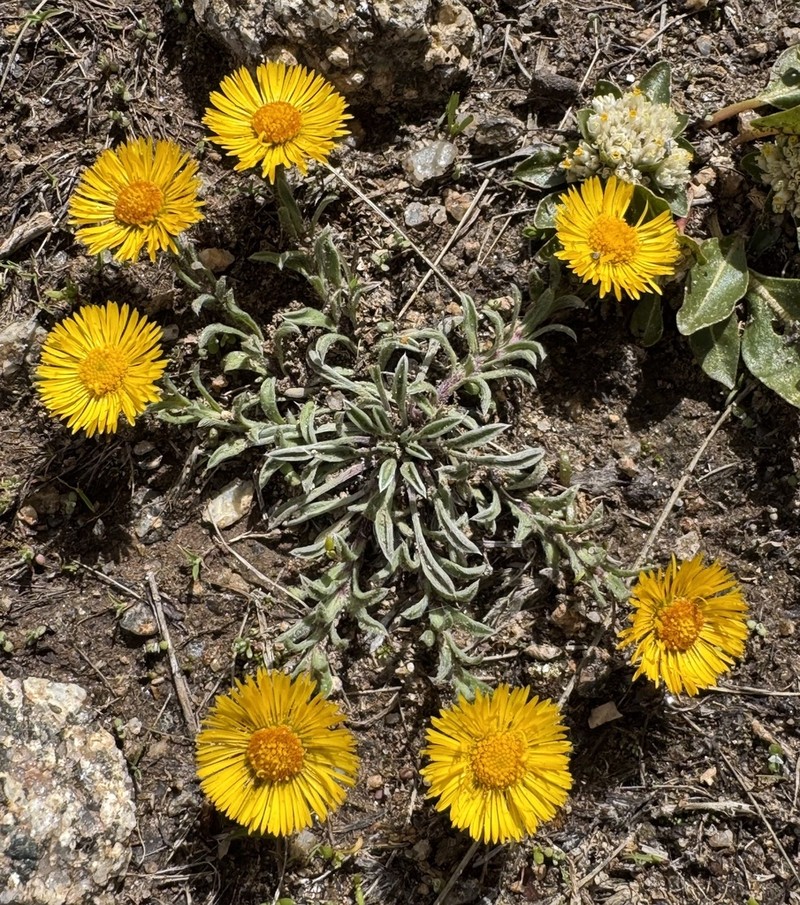 Hysterionica pulchella