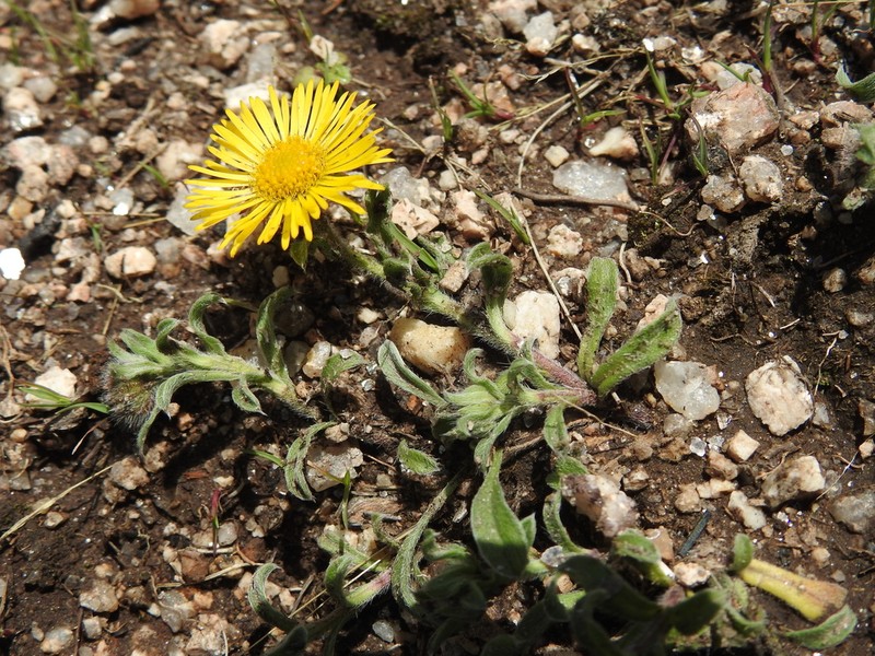 Hysterionica pulchella photo 2