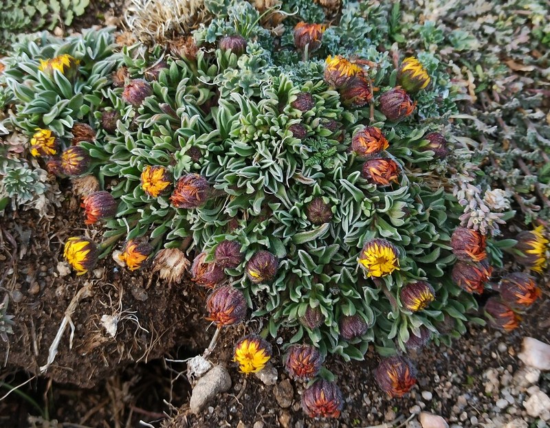 Hysterionica pulchella photo 3