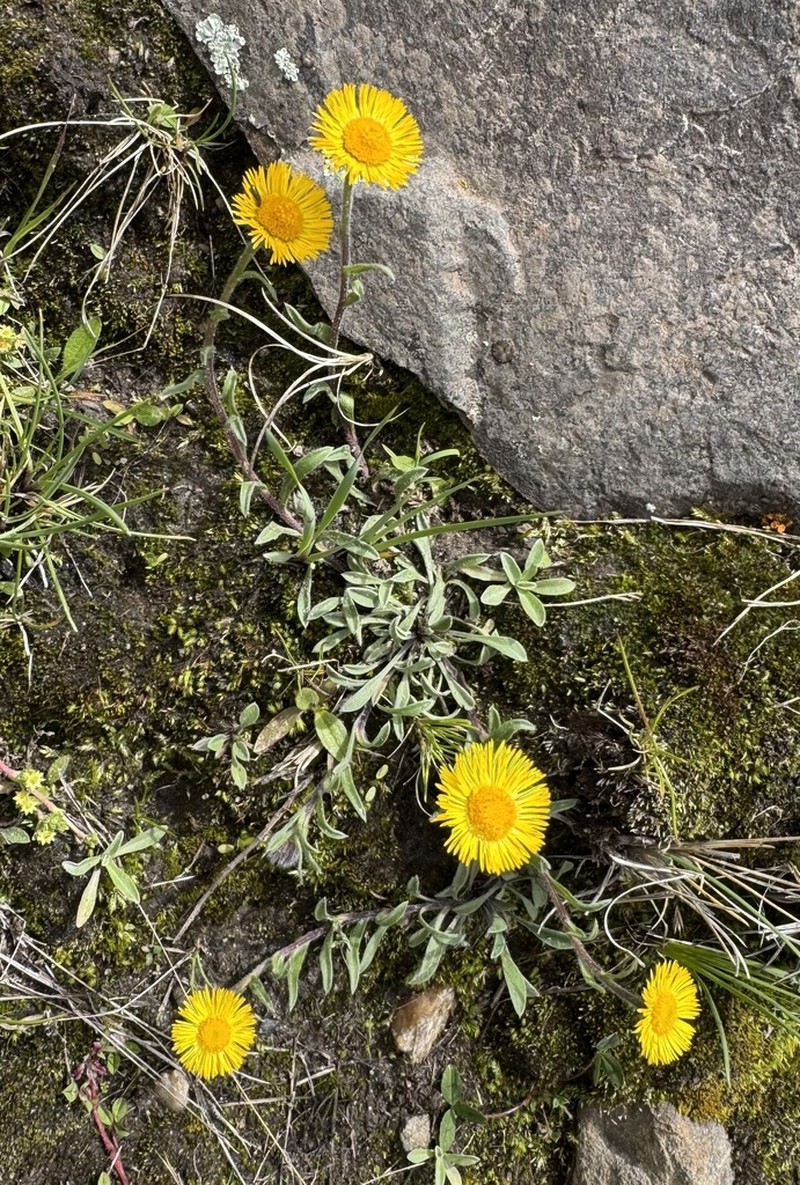 Hysterionica pulchella photo 4