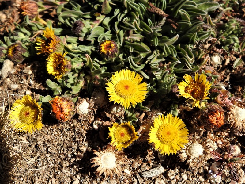 Hysterionica pulchella photo 7