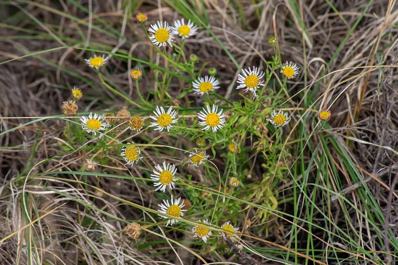 Hysterionica resinosa