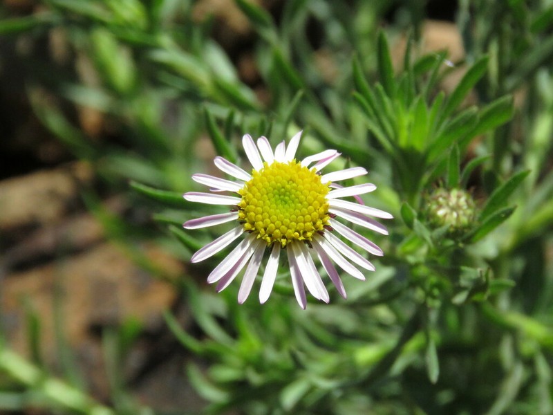 Hysterionica resinosa photo 3