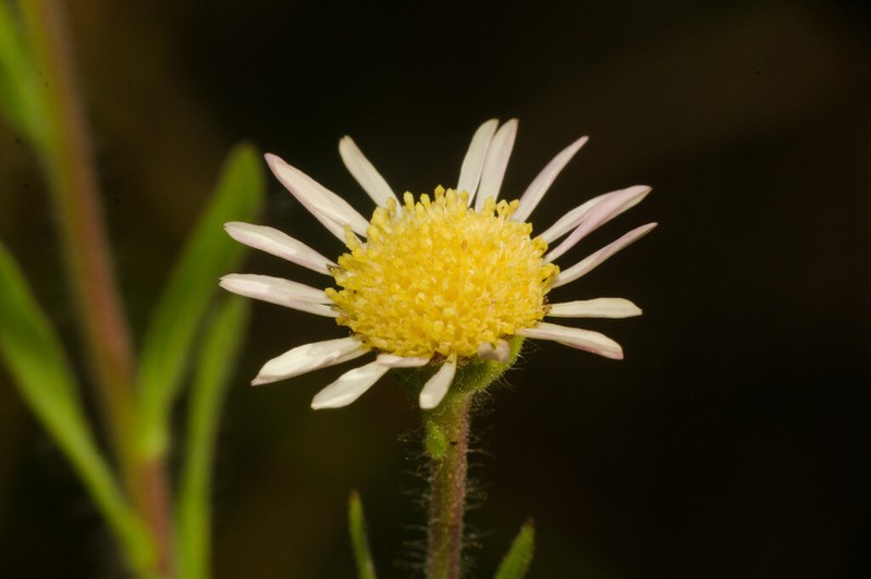 Hysterionica resinosa photo 6