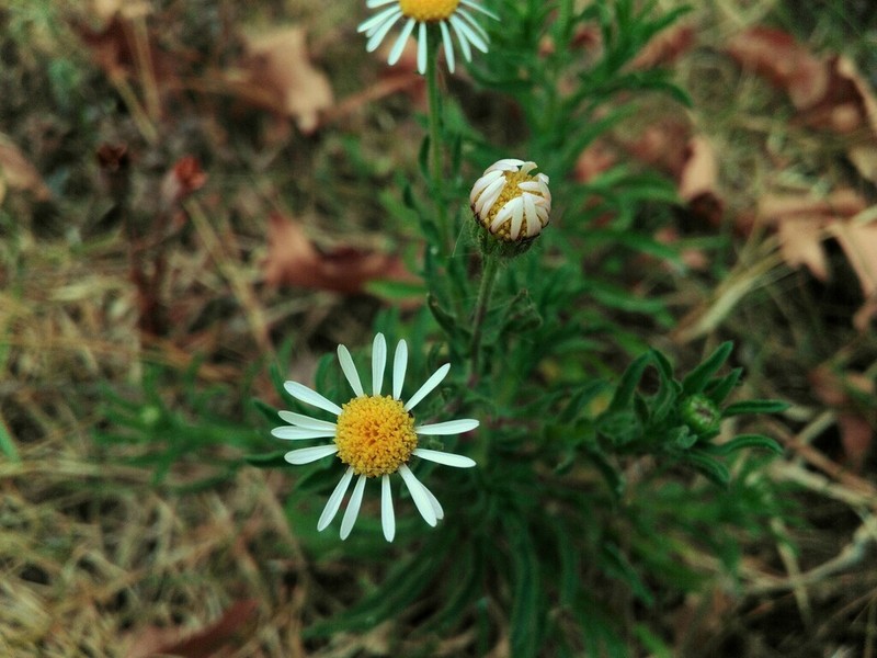 Hysterionica resinosa photo 8