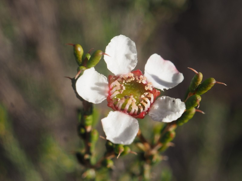 Hysterobaeckea cornuta