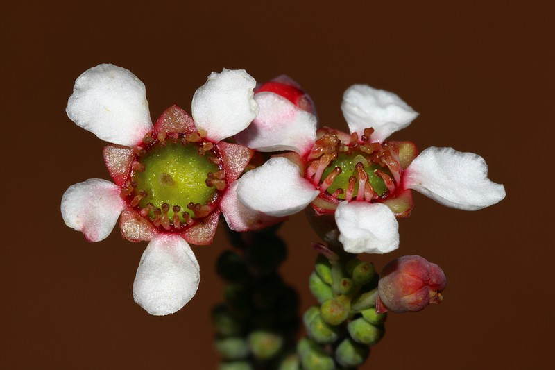 Hysterobaeckea ochropetala photo 2