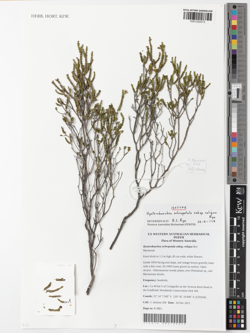 Hysterobaeckea ochropetala photo 4
