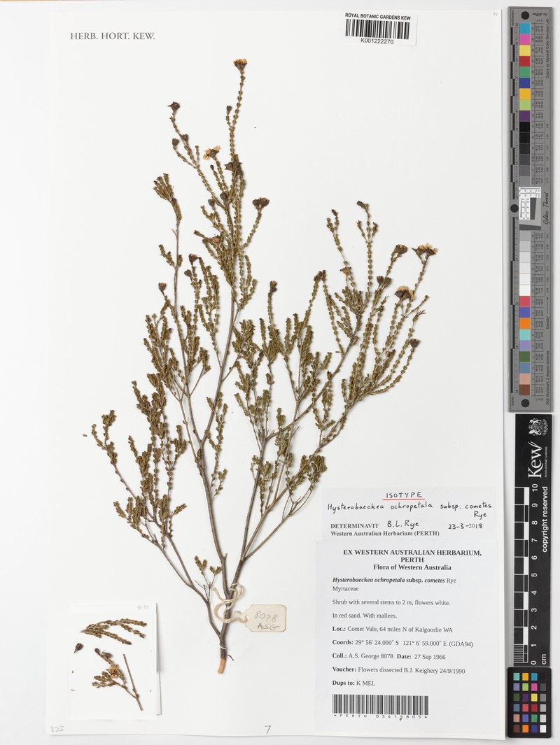 Hysterobaeckea ochropetala subsp. cometes