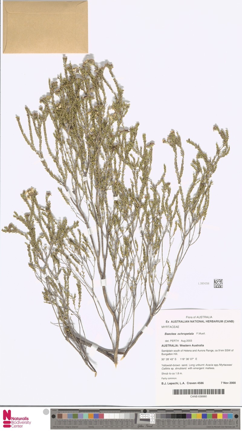 Hysterobaeckea ochropetala subsp. ochropetala