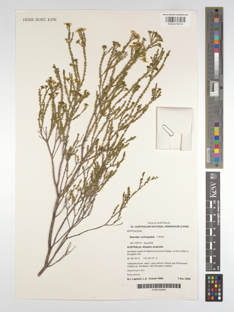 Hysterobaeckea ochropetala subsp. ochropetala photo 2