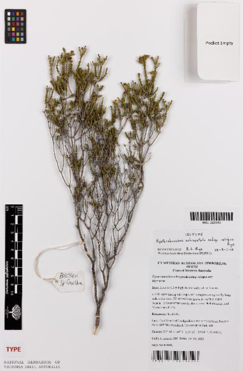 Hysterobaeckea ochropetala subsp. reliqua