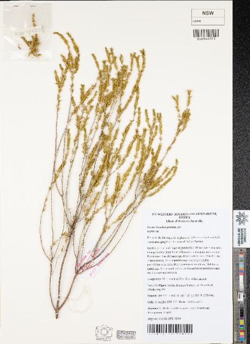 Hysterobaeckea petraea