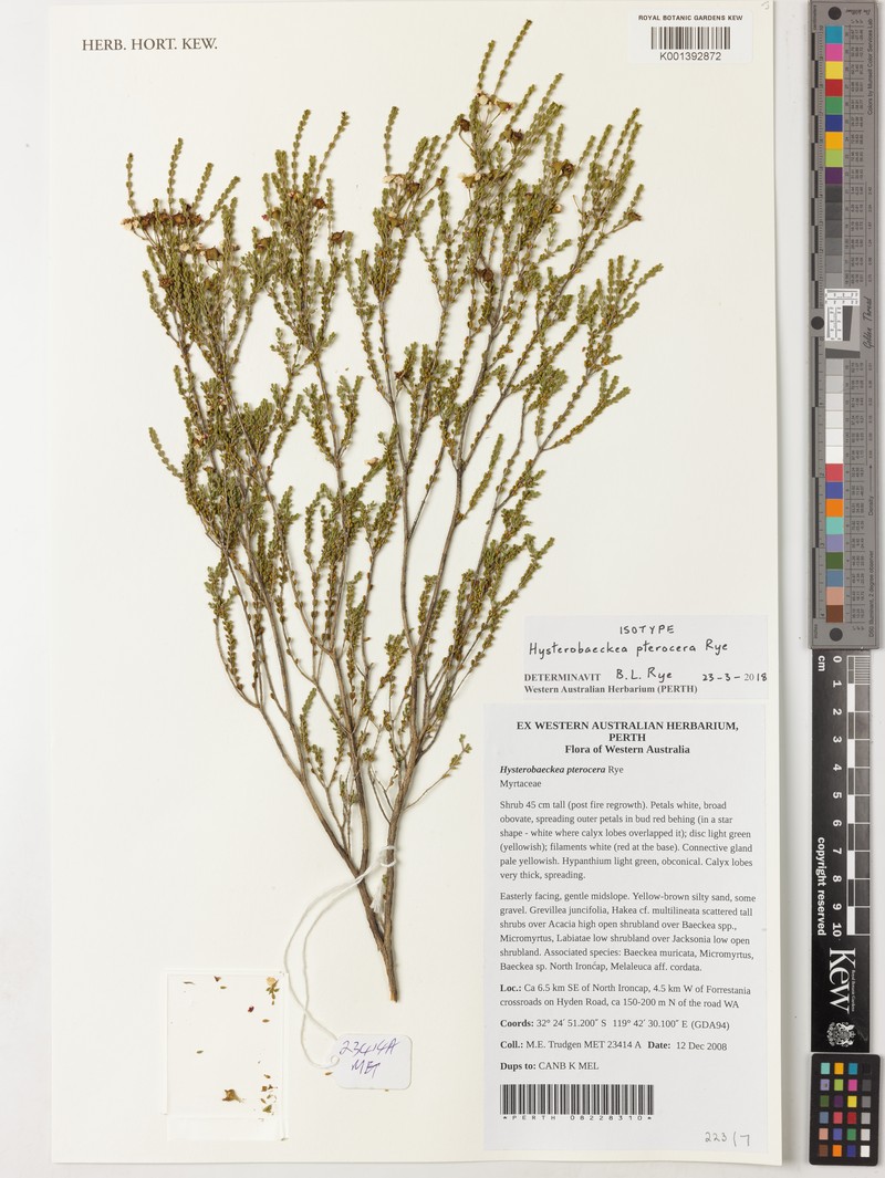 Hysterobaeckea pterocera
