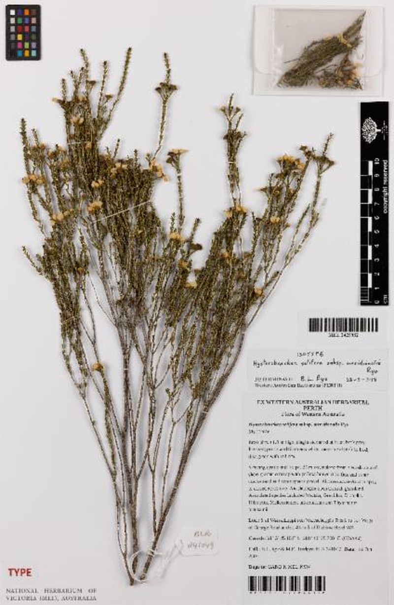 Hysterobaeckea setifera subsp. meridionalis