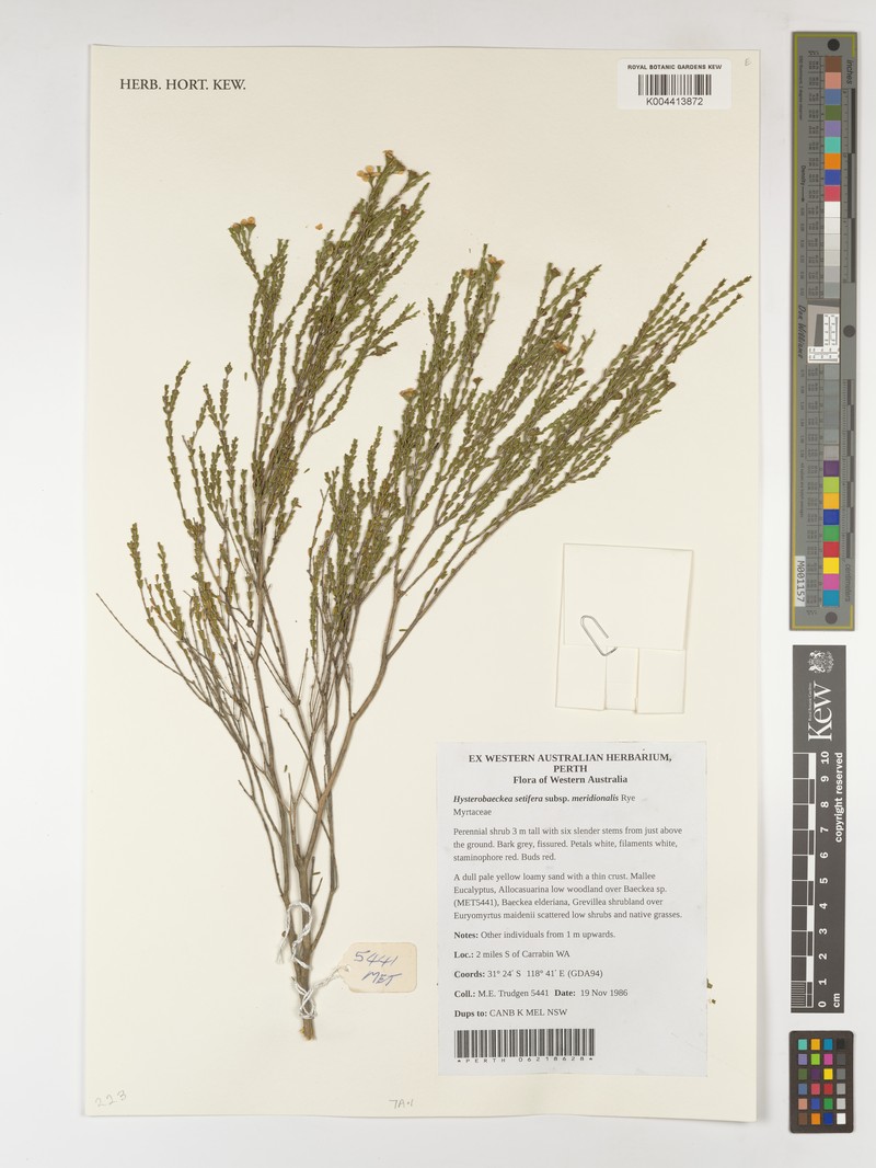 Hysterobaeckea setifera subsp. meridionalis photo 2