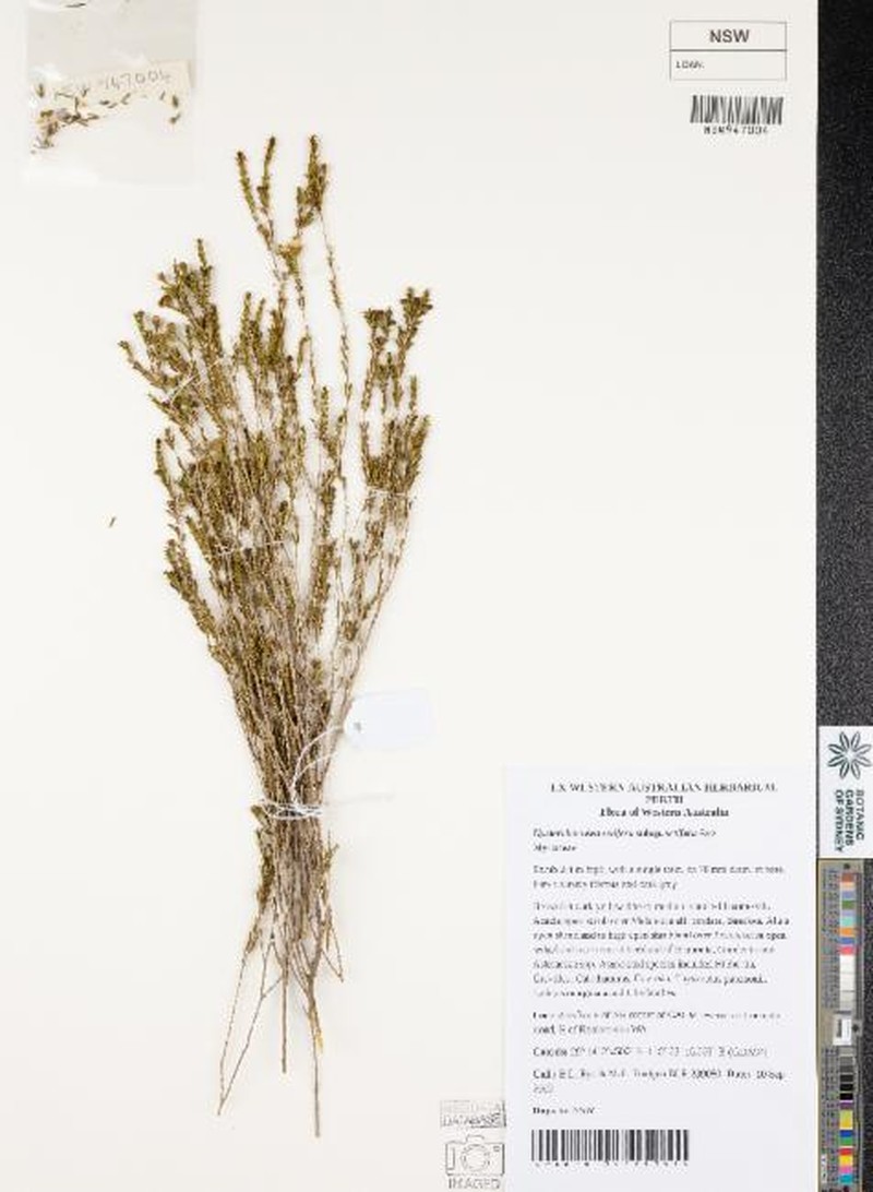 Hysterobaeckea setifera subsp. setifera