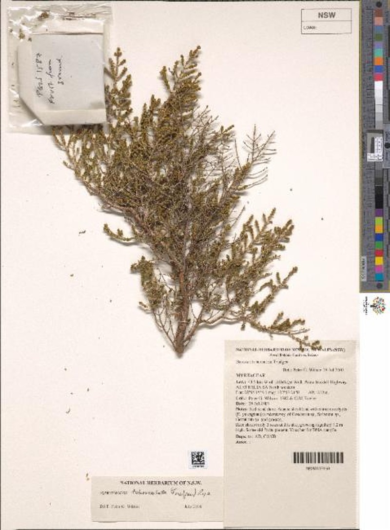 Hysterobaeckea tuberculata