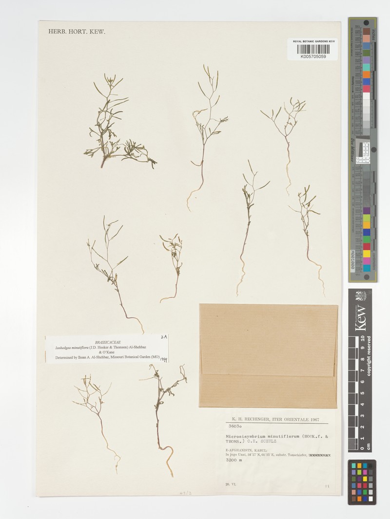 Ianhedgea minutiflora subsp. minutiflora