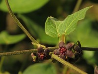 Beach Milkvine