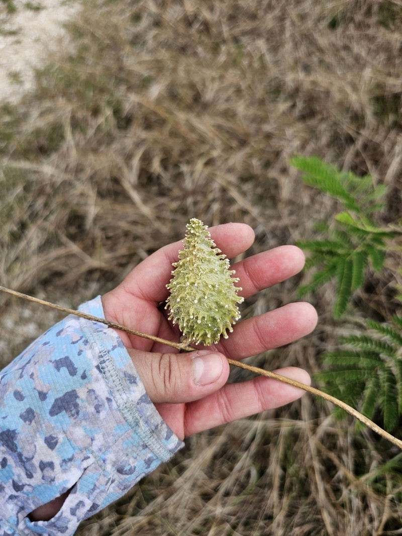 Beach Milkvine photo 2