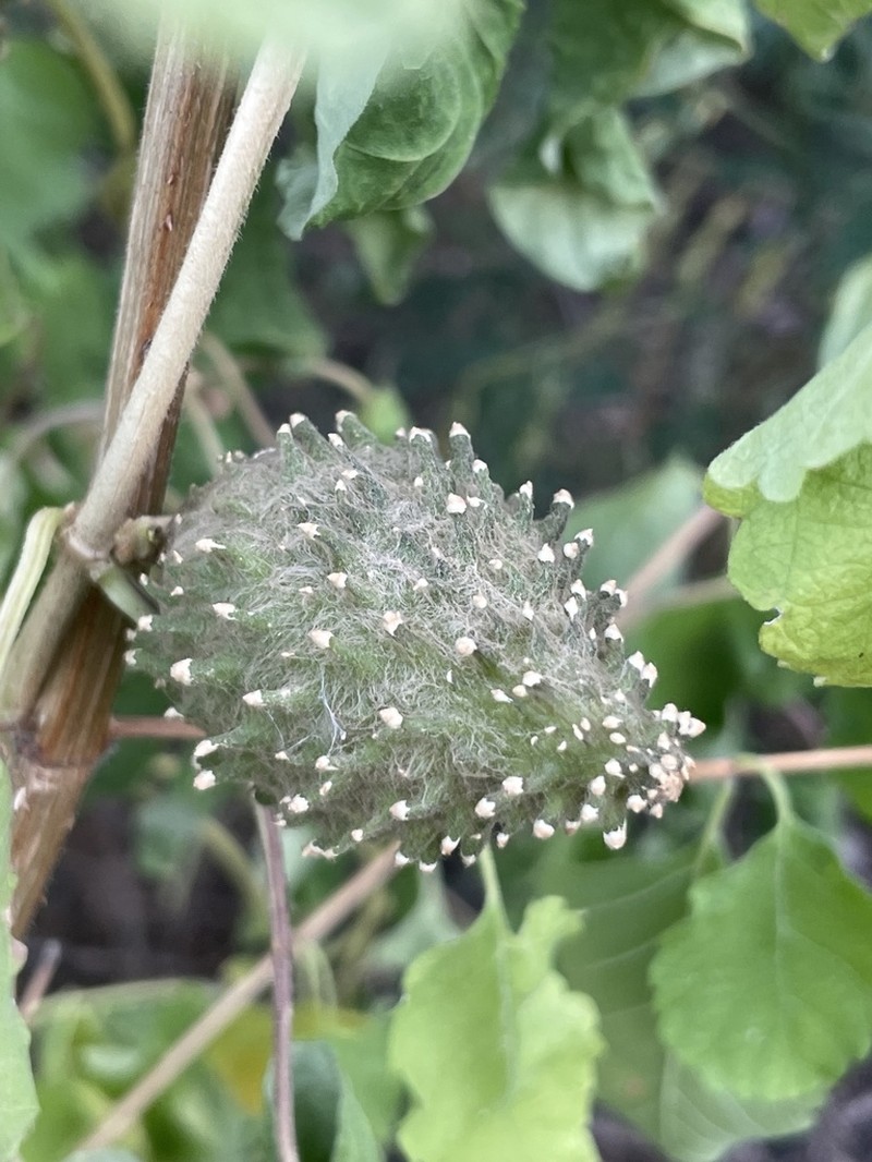 Beach Milkvine photo 3