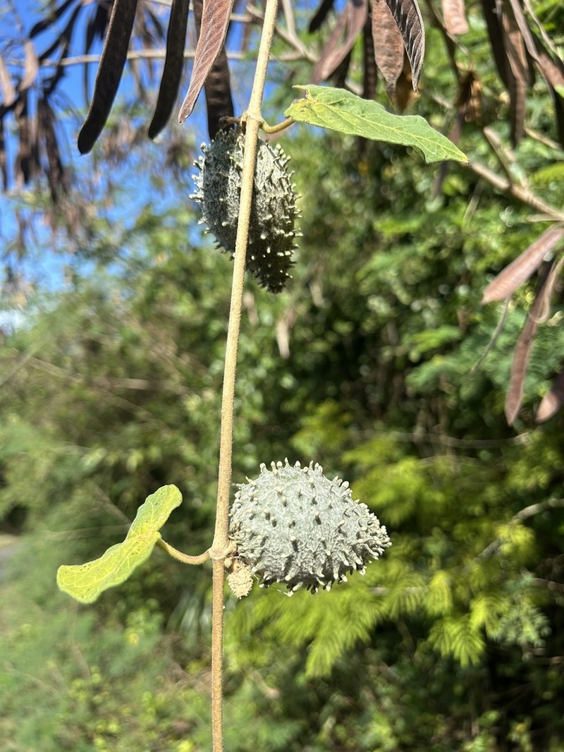 Beach Milkvine photo 4