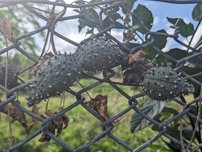 Beach Milkvine photo 5