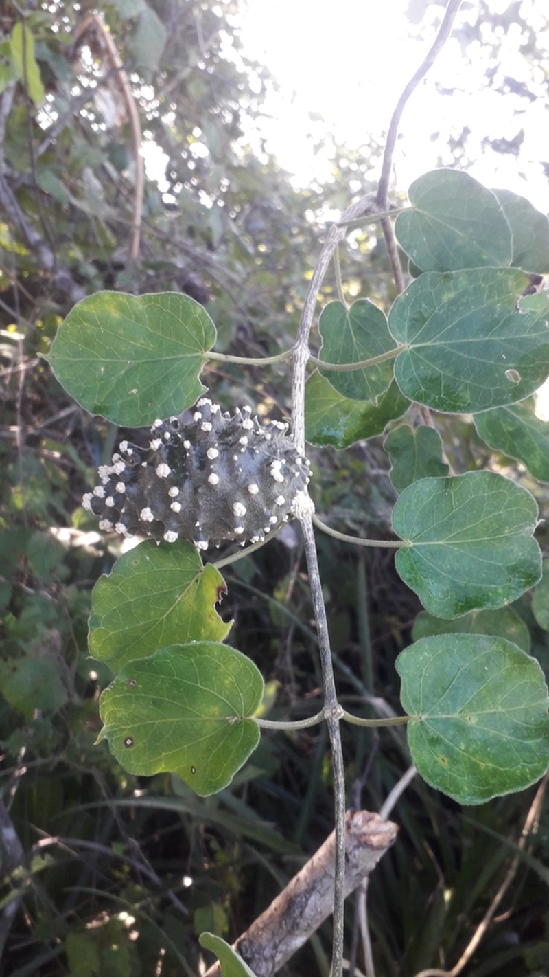 Beach Milkvine photo 6