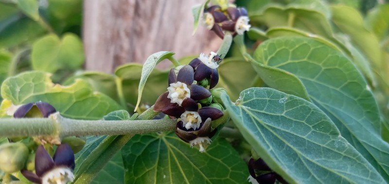 Beach Milkvine photo 8