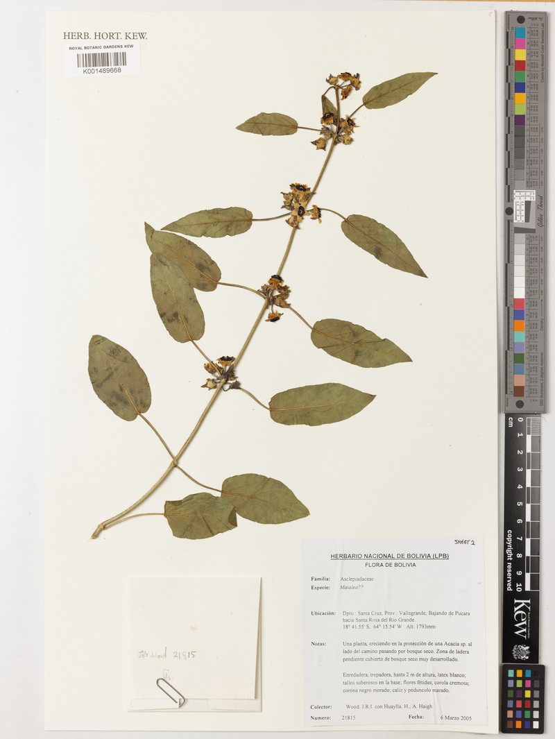 Ibatia pucara