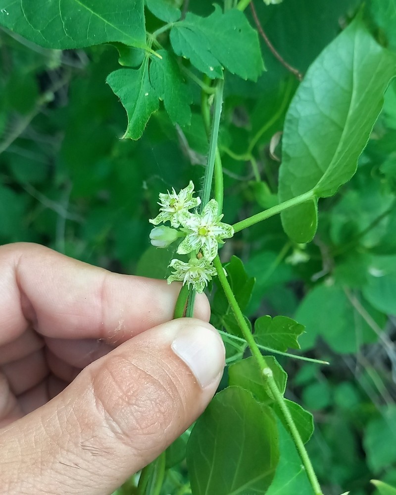 Ibatia roulinioides photo 3