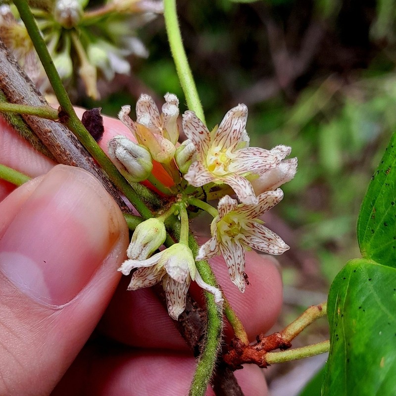 Ibatia roulinioides photo 4