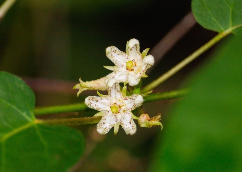 Ibatia roulinioides photo 5