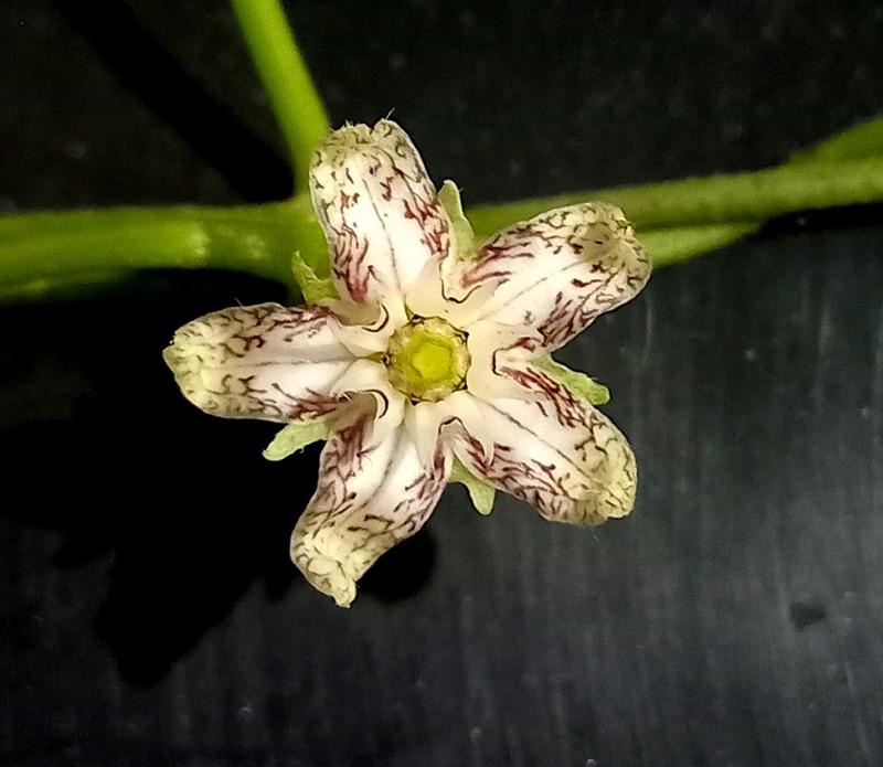 Ibatia roulinioides photo 6