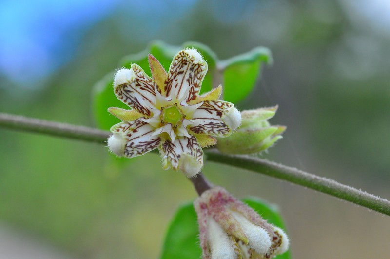 Ibatia roulinioides photo 7