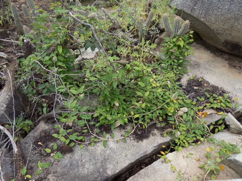Ibatia roulinioides photo 8