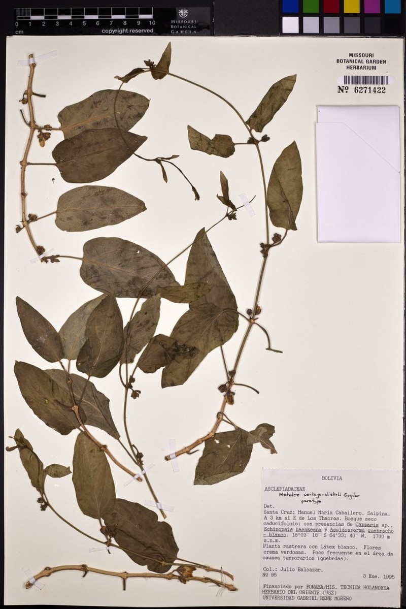 Ibatia sartago-diaboli photo 2