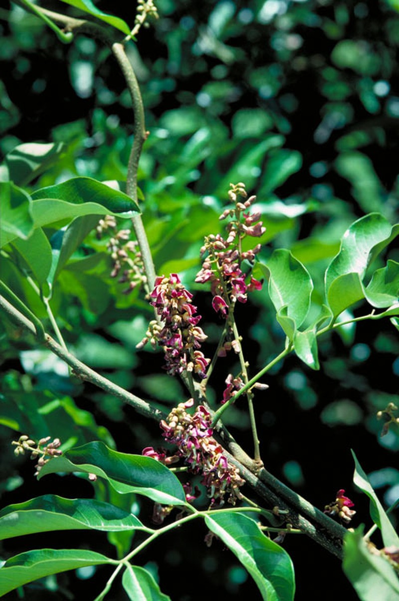 Ibatiria furfuracea