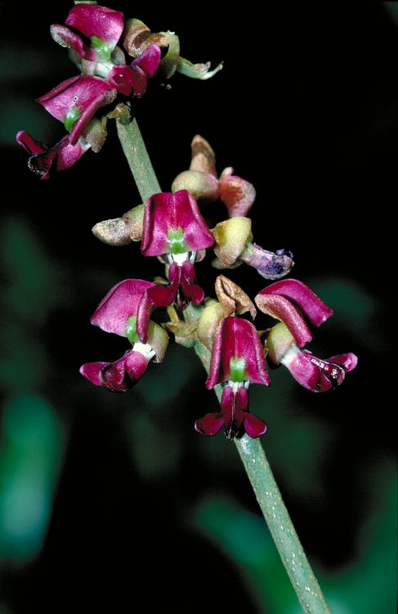 Ibatiria furfuracea photo 4