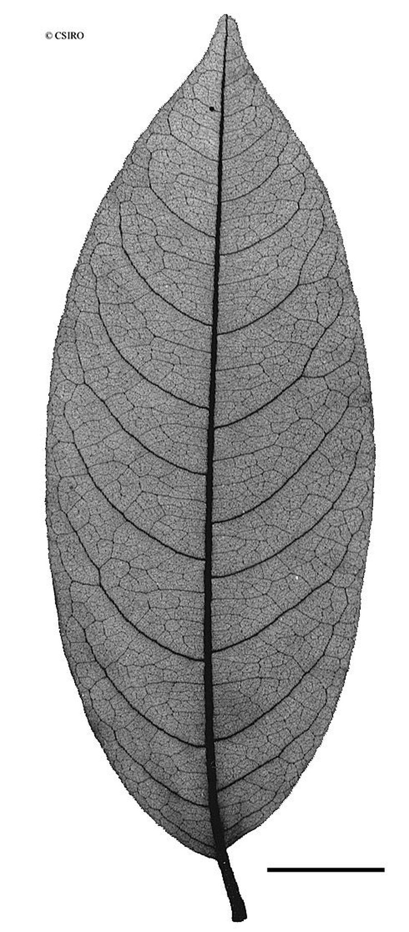 Ibatiria furfuracea photo 5