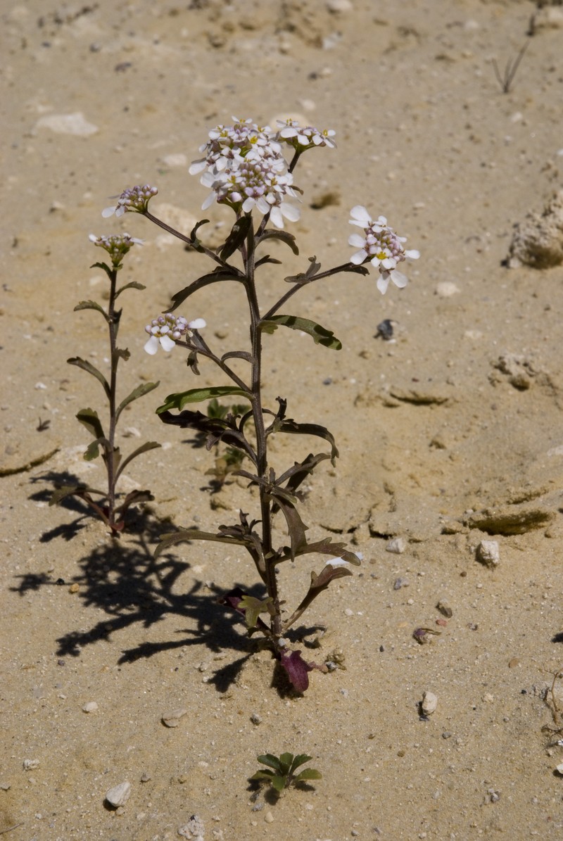 Annual Candytuft photo 2