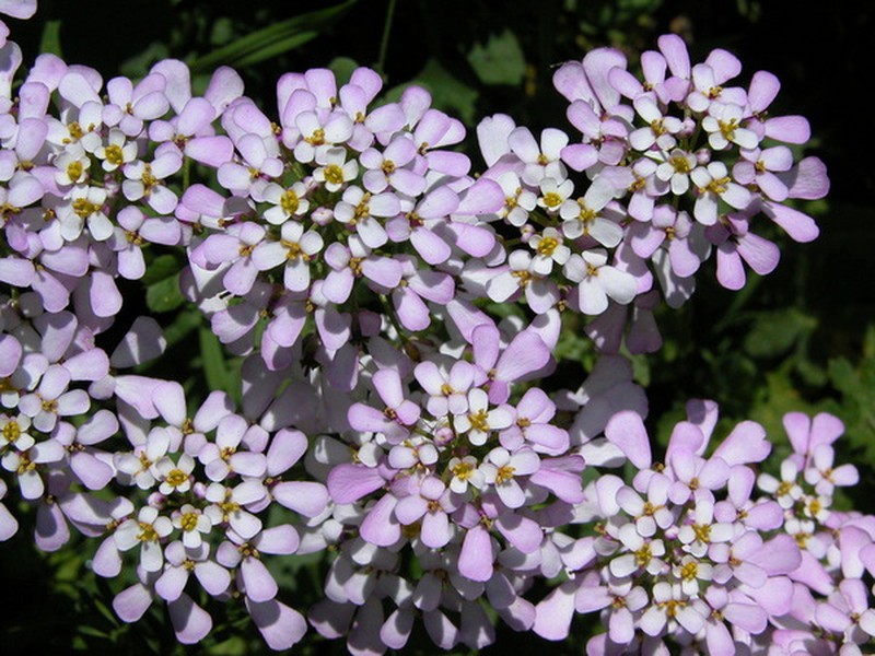 Annual Candytuft photo 3