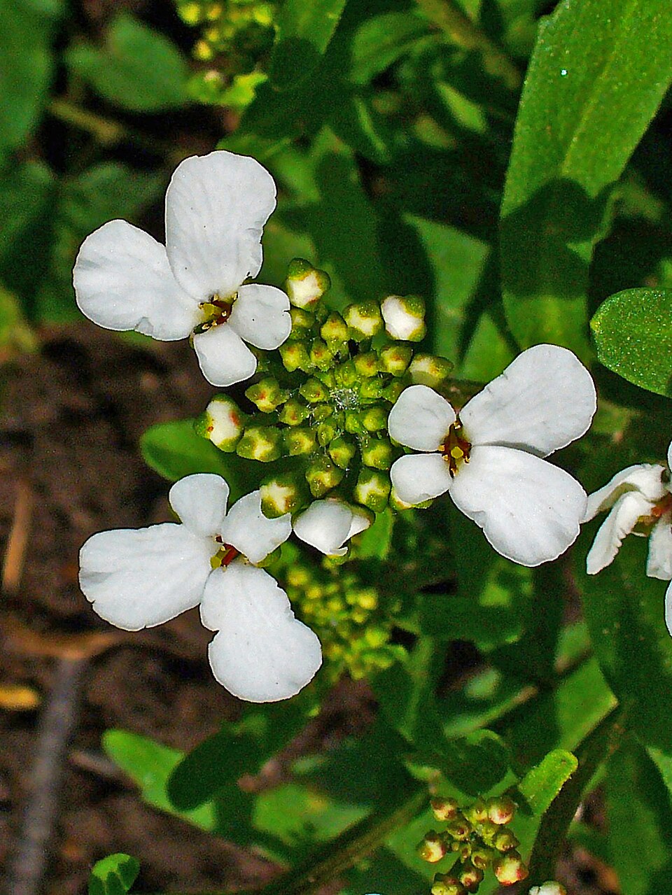 Annual Candytuft photo 5