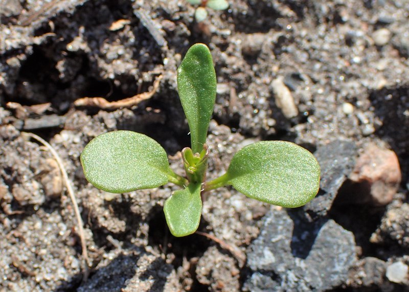 Annual Candytuft photo 7