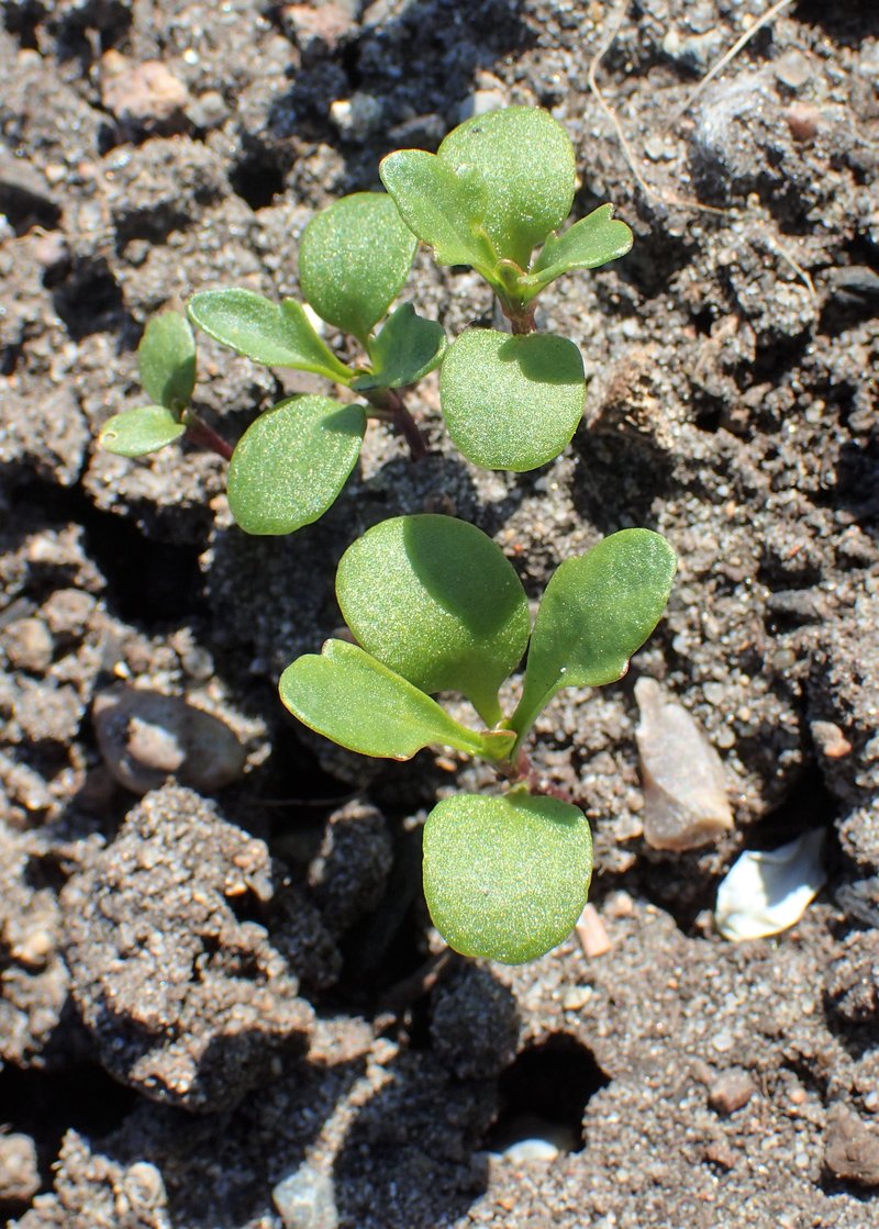 Annual Candytuft photo 8
