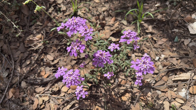 Iberis atlantica