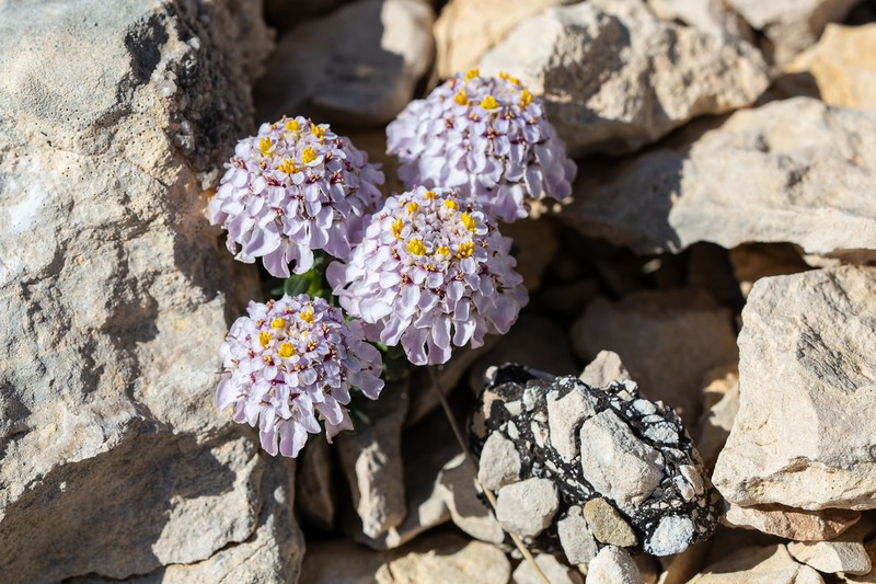 Iberis aurosica